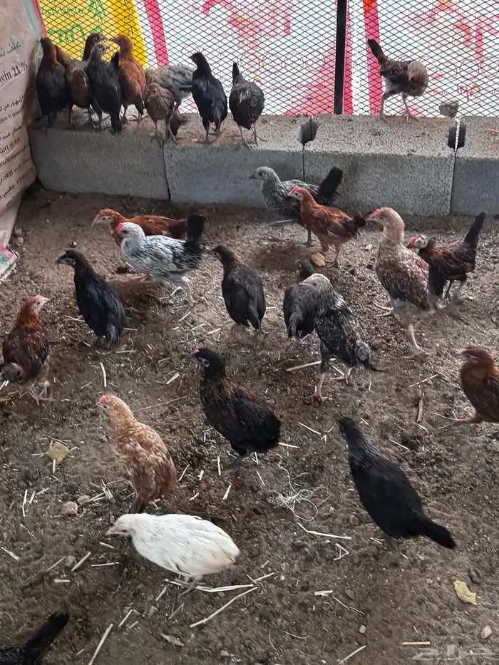 فراريج بلدي 0