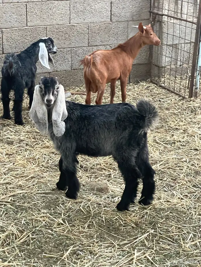 تيوس وجفرات 27