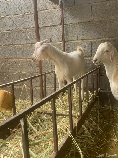 تيوس للبيع index