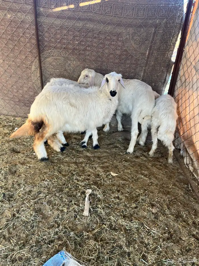 خروفين ورخلين سمان 0