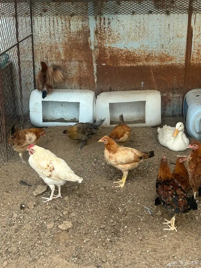 دجاج للبيع أعمارها 4شهور العدد 22 الحد 20ريال 0