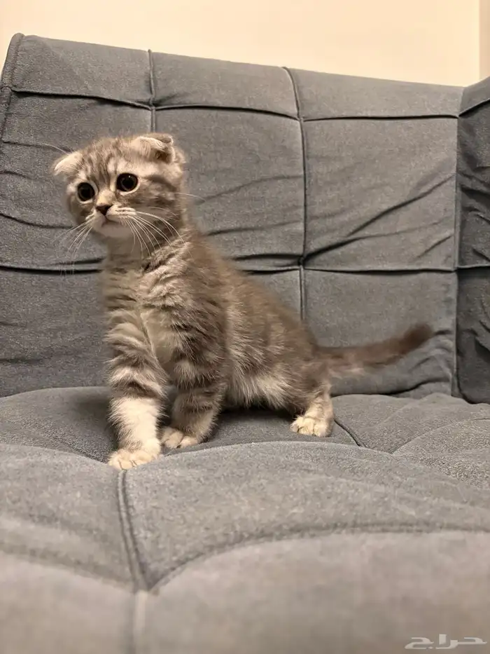 قطط سكوتش فولد للبيع 0