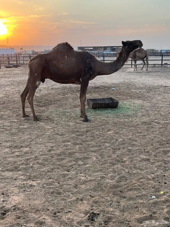 ناقه ضير ميت حوارها اليوم 0