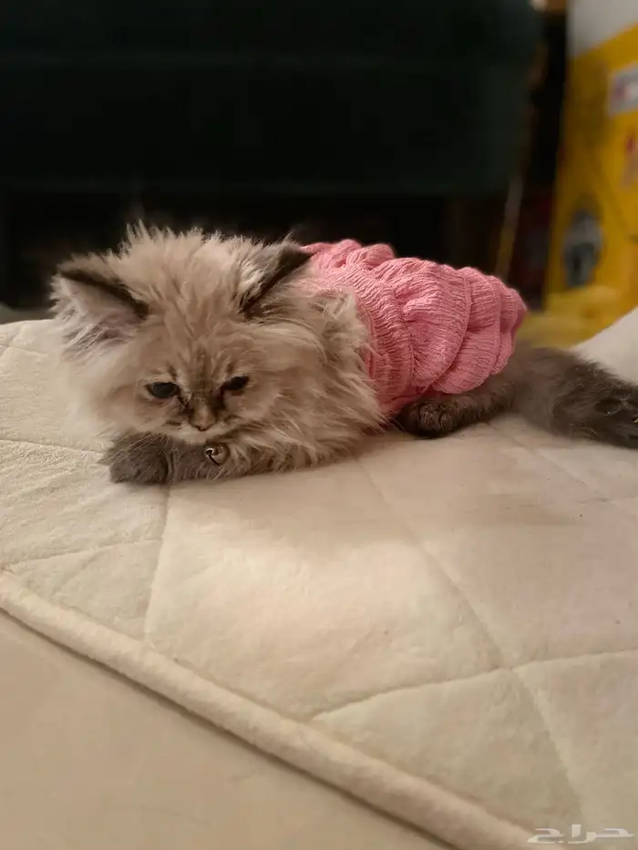 قطة هملايا للبيع 3