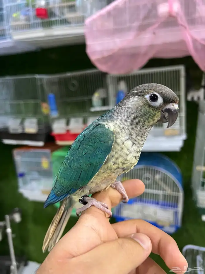 كنيور تركواز اليف هدد 0