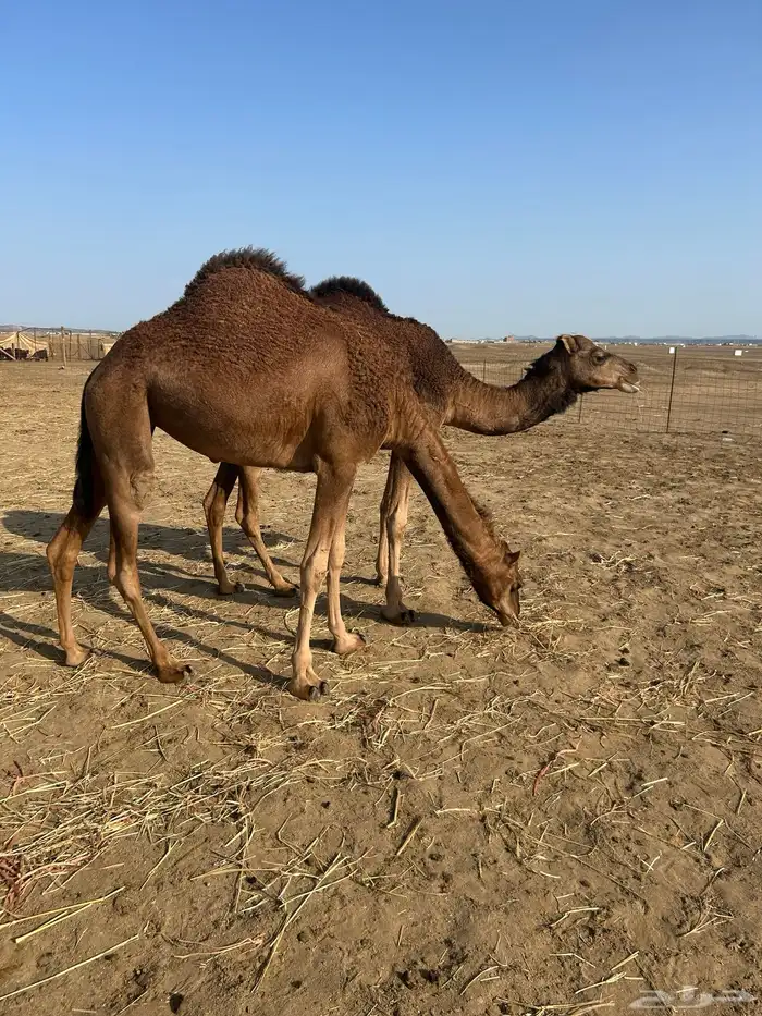 بكار سواحل خوات 0