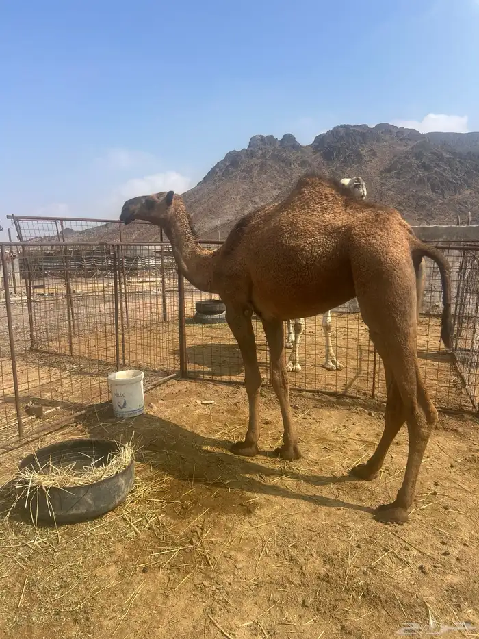 بكره حقه صفرا 3