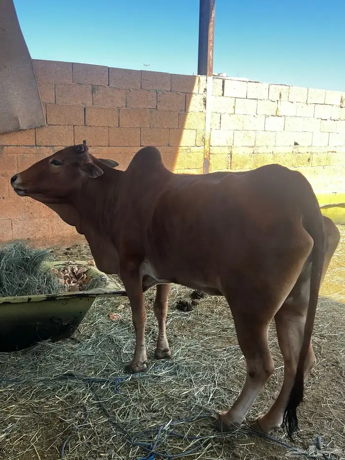 بسم الله ما شاء الله بقرة بلدي 0