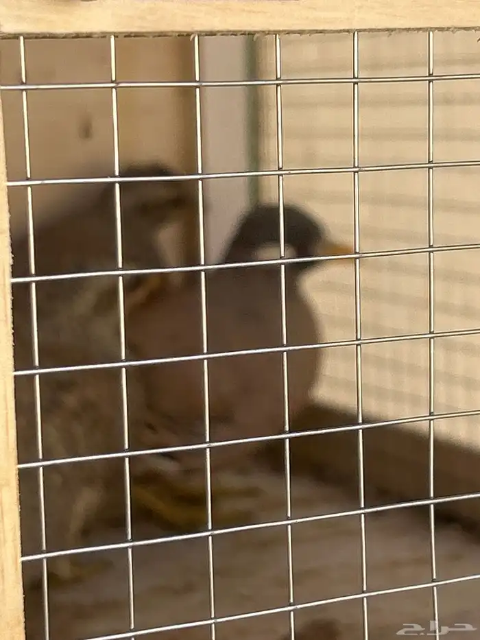 الحجل للبيع 0