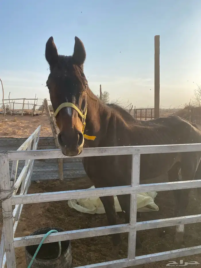 فرس انقليزي كفووو 6