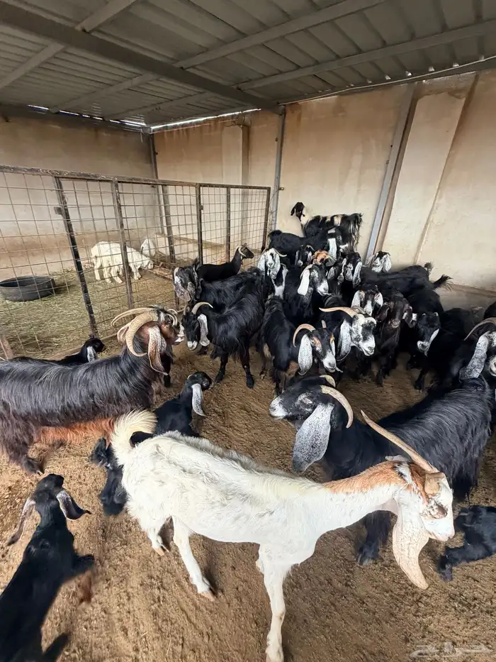 معزا عارضيات 1