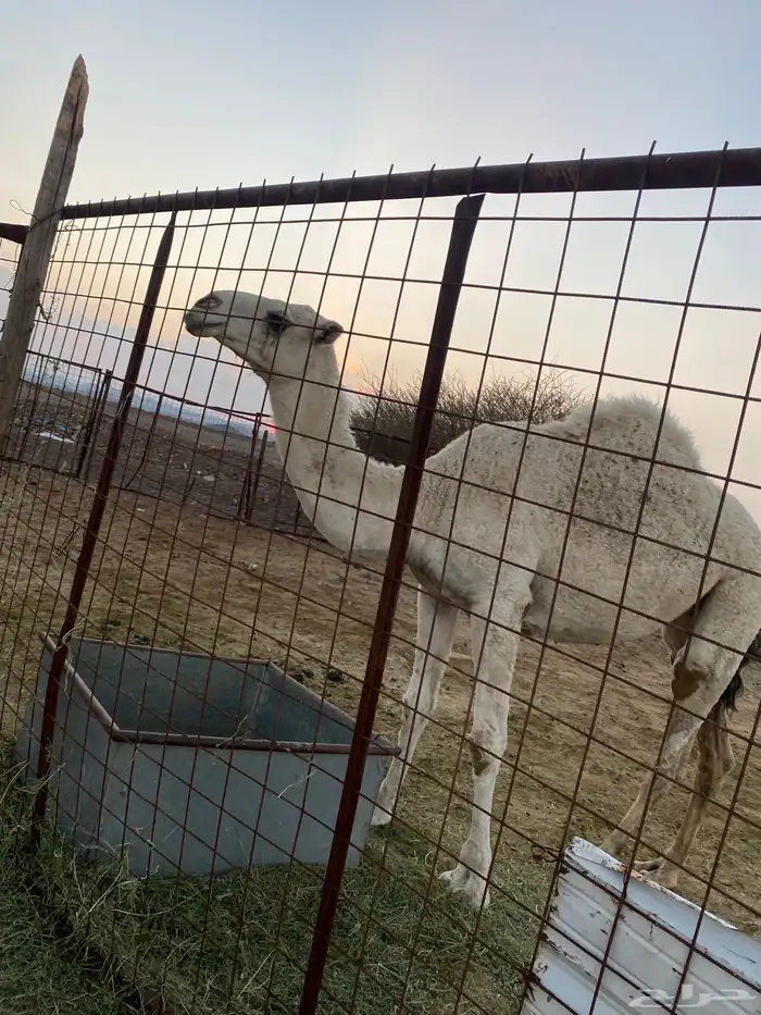 بكره عفراء والحمراء ملاقي 8