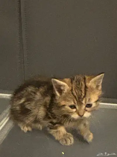 صغار قطط سكوتش index