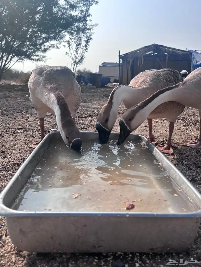 انثتين وز عراقي 0