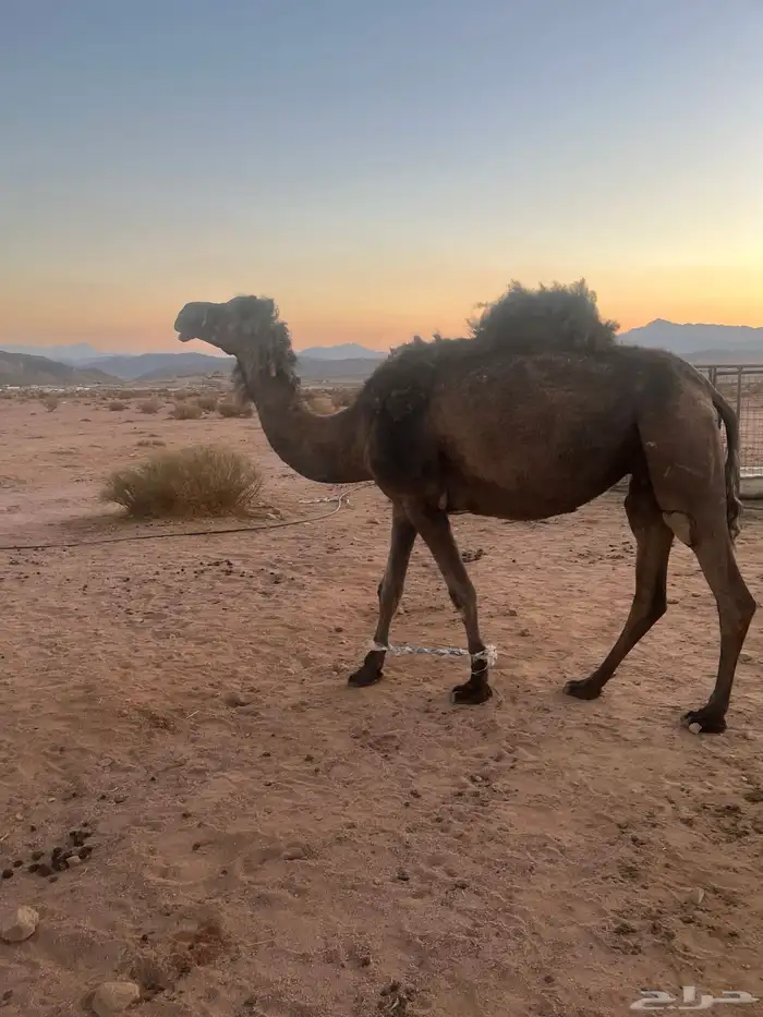 للبيع خواره 0