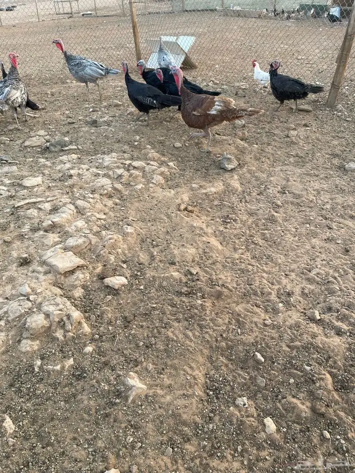 دجاج رومي ودجاج بلدي 1