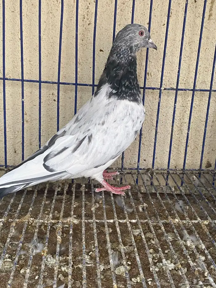 دكر باكستاني مام دين 1