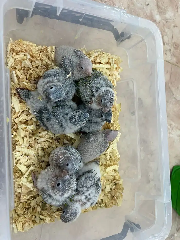 فروخ كنيور وكروان تقبل الغر ومشروطه وحجم 2