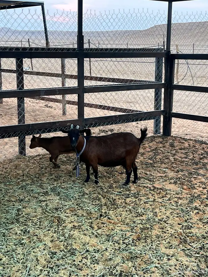 جفره قزمية 6