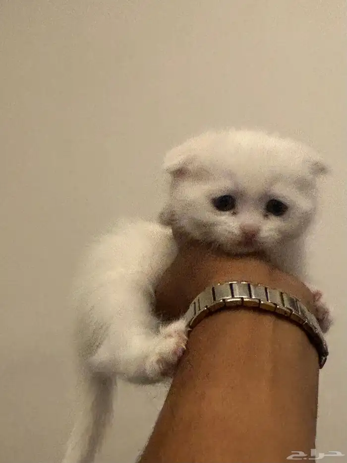 صغار قطط سكوتش 2