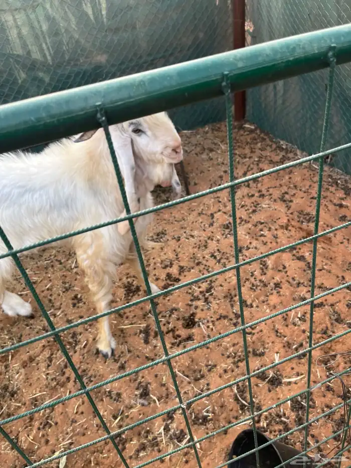 فحل تيس هولند عارضي ابرص 0