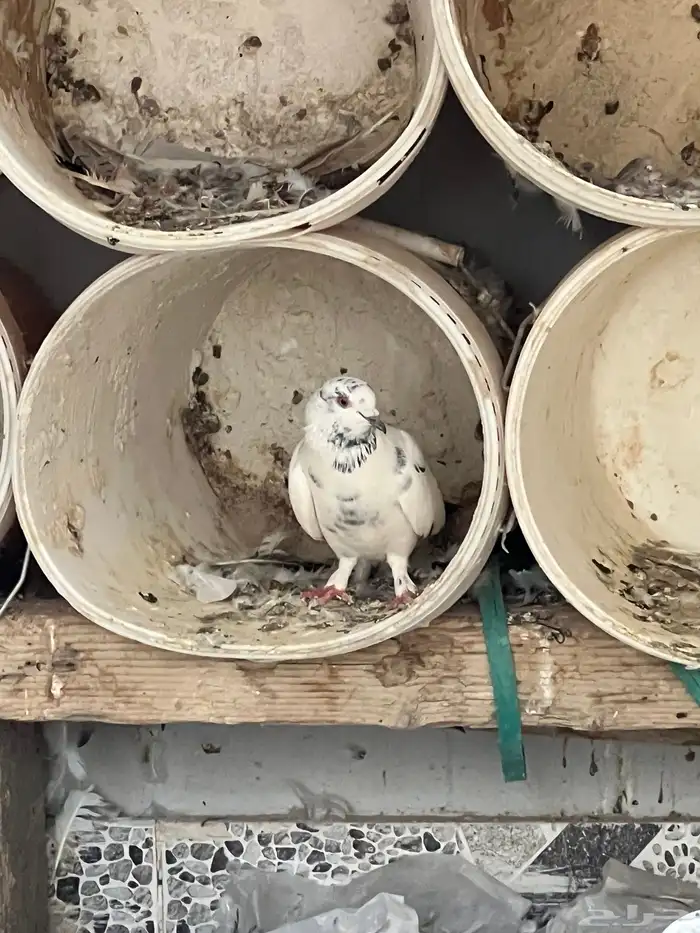 حمام للبيع فيه جمله وت فريدي الجملة 250 العدد 22 حمامه منتج 19