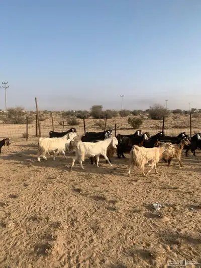 معزا مراح واحد عدد 32 index