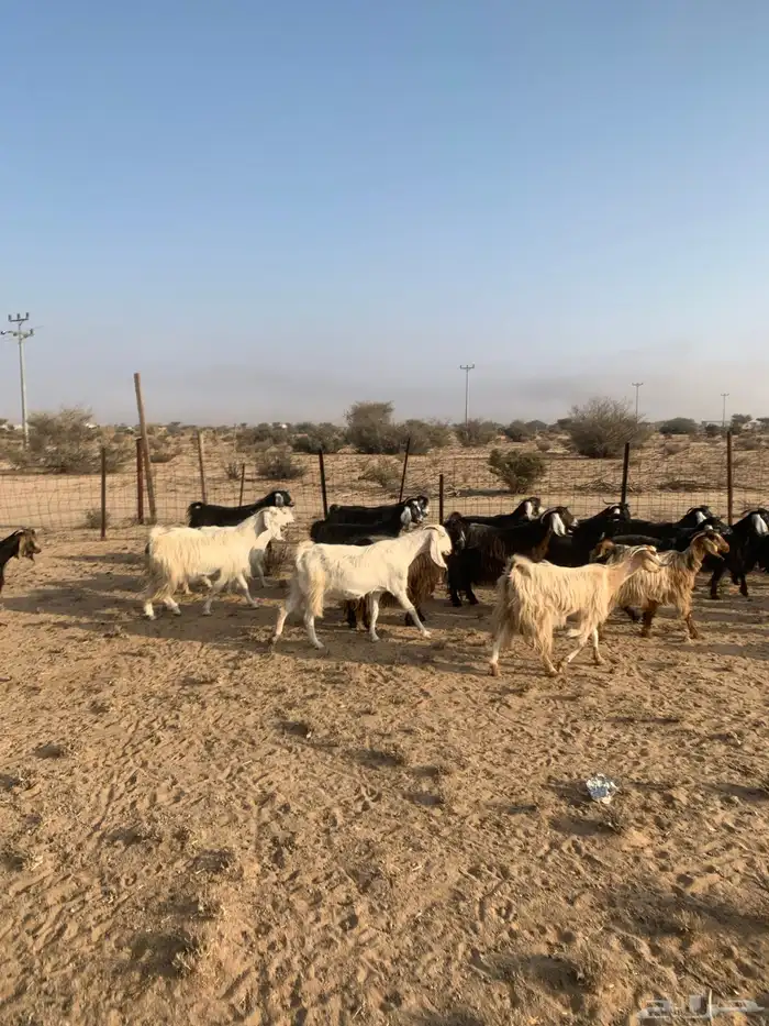 معزا مراح واحد عدد 32 4