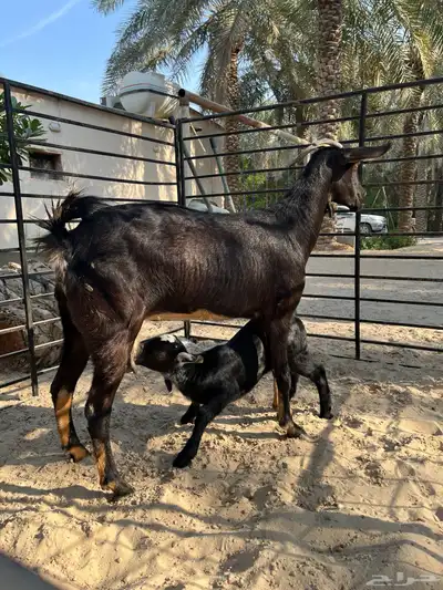 ماعز بيشي index