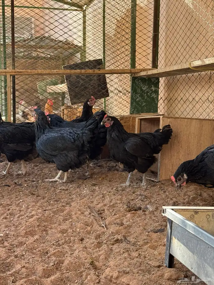 دجاج تركي منتج 6