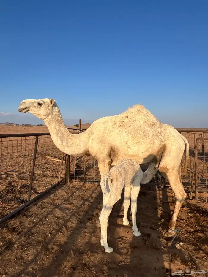 خلفه للبيع 3