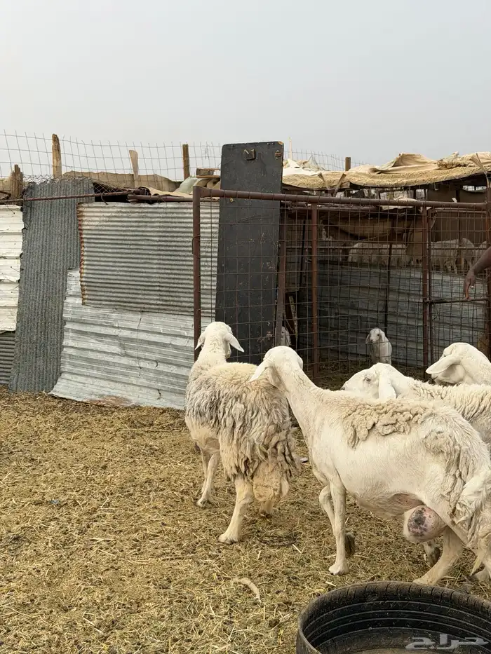 ضان حريات ولد ومضاريع نظيفه الحد 1350 8