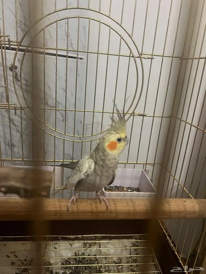 كروان انثى 2