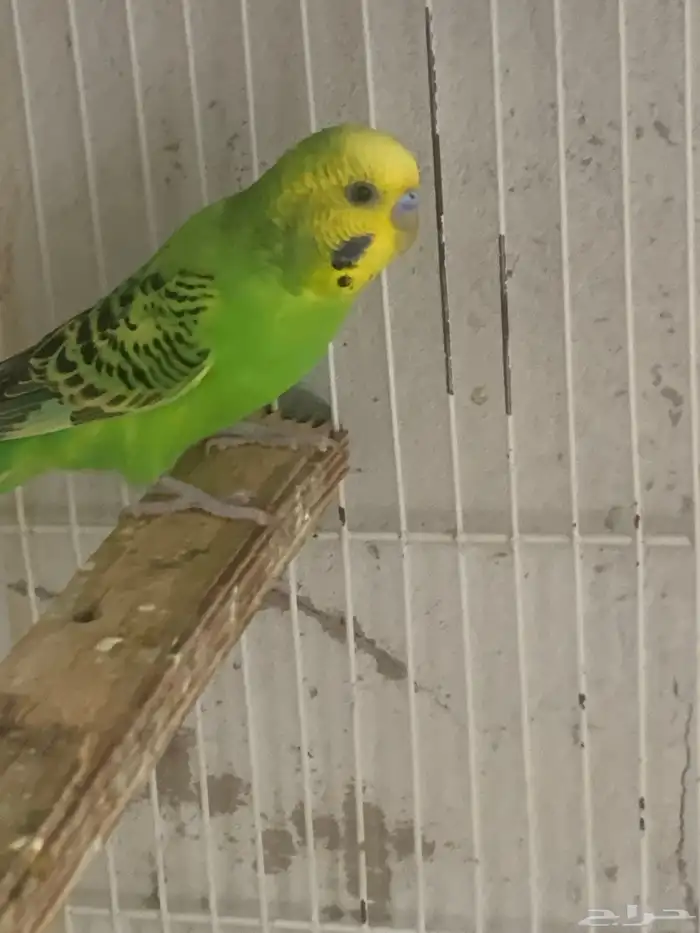 ذكور بادجي للبيع 0