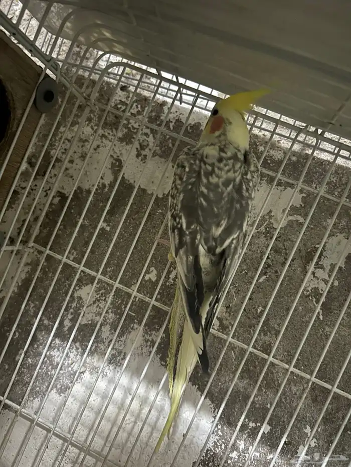 سلام عليكم انثي كروان فراشه 3