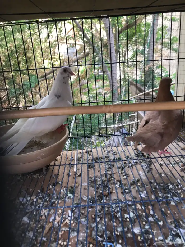 قلاب كوره الوان حلوه 13