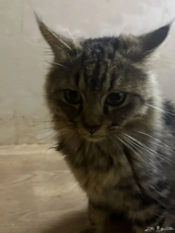 قطوه تبني انثى 0