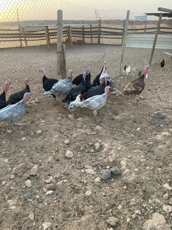 دجاج رومي ودجاج بلدي 4