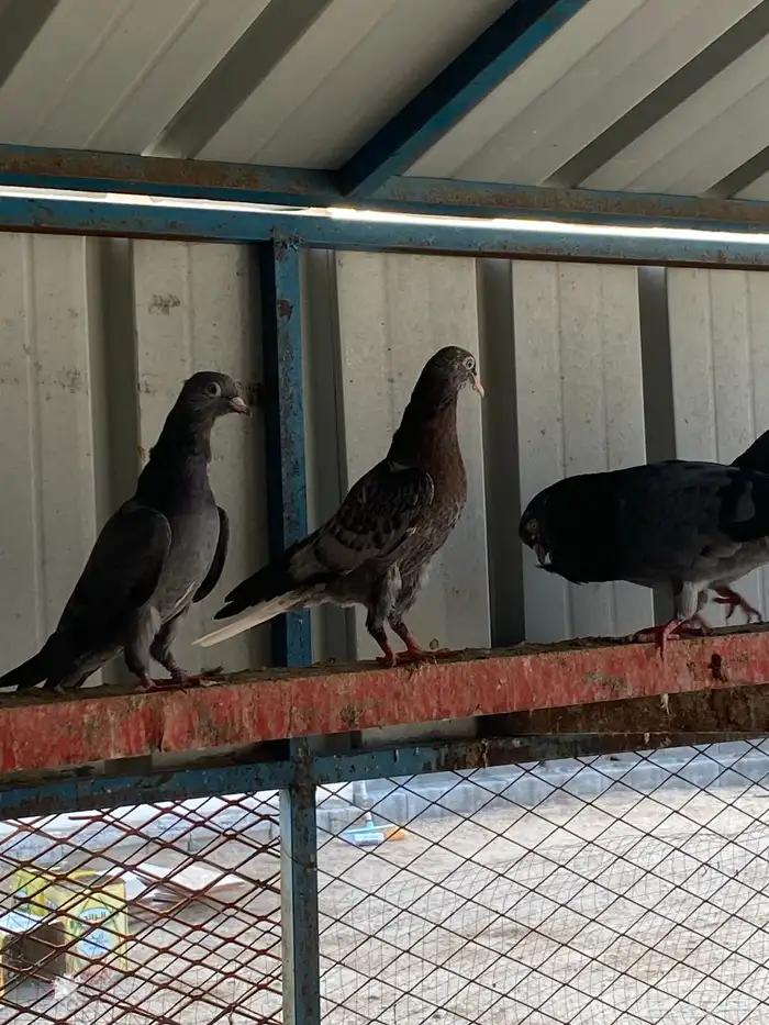 حمام قطيفي طبات ( تم البيع) 1