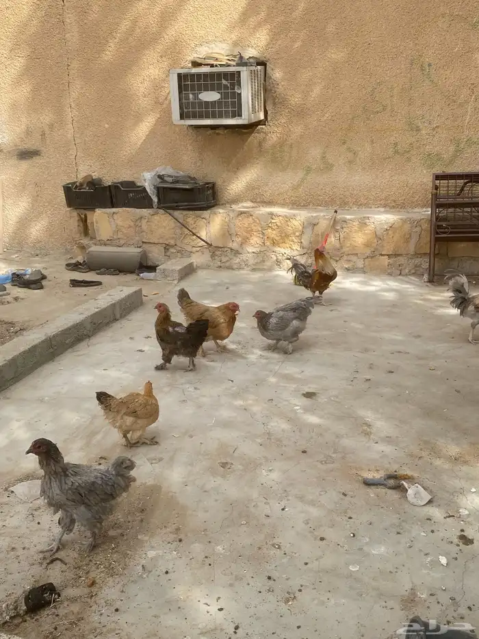 دجاج براهما 3