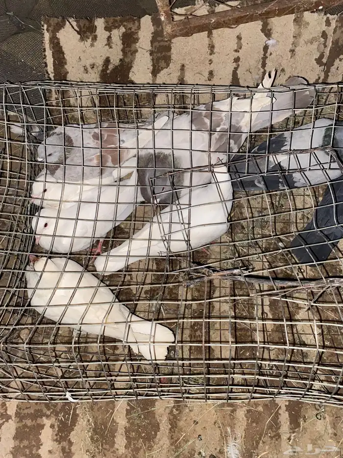 حمام البيع 0