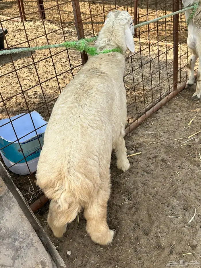 خروفين للبيع 0