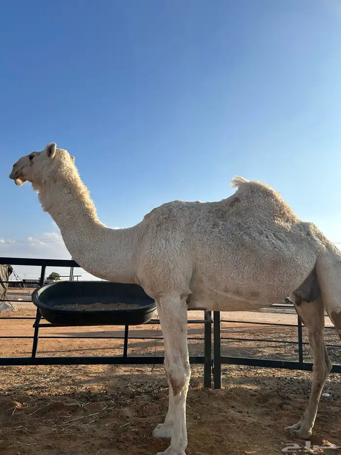 ضريب طيبه للبيع 1