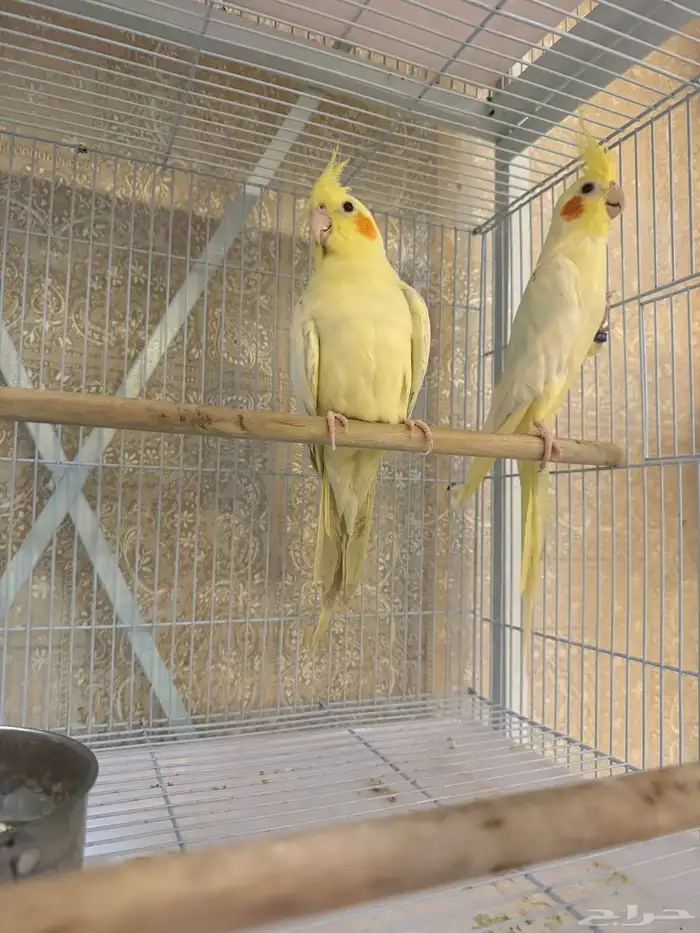 زوج كروان لاتينو معه بيض ومستوى عالي 0