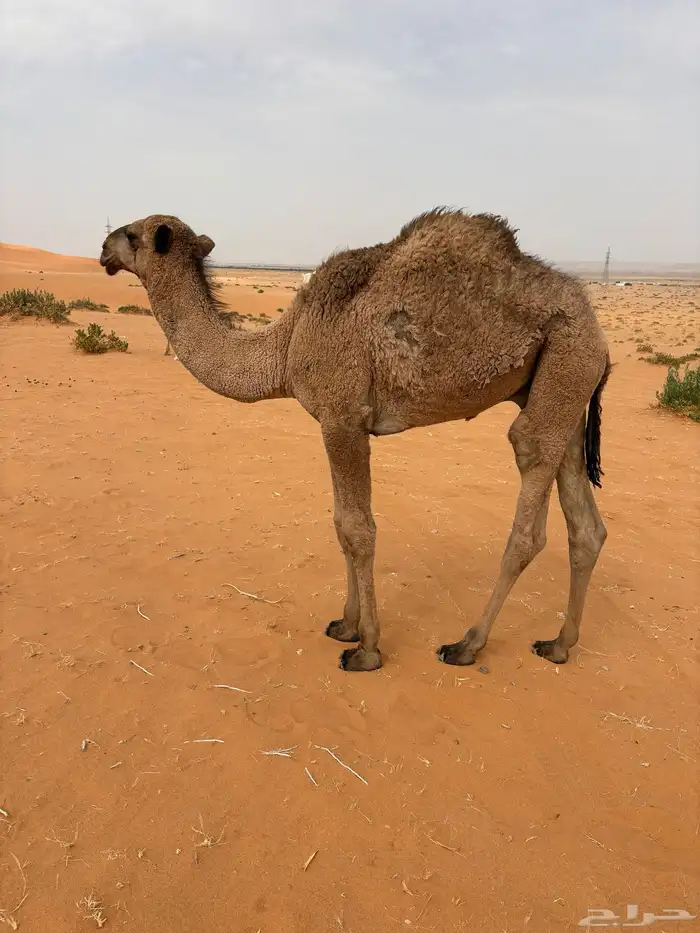 للبيع قعود 0