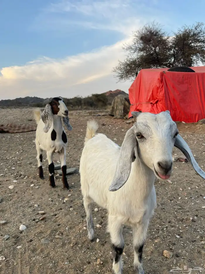 تيس فحل للبيع 6