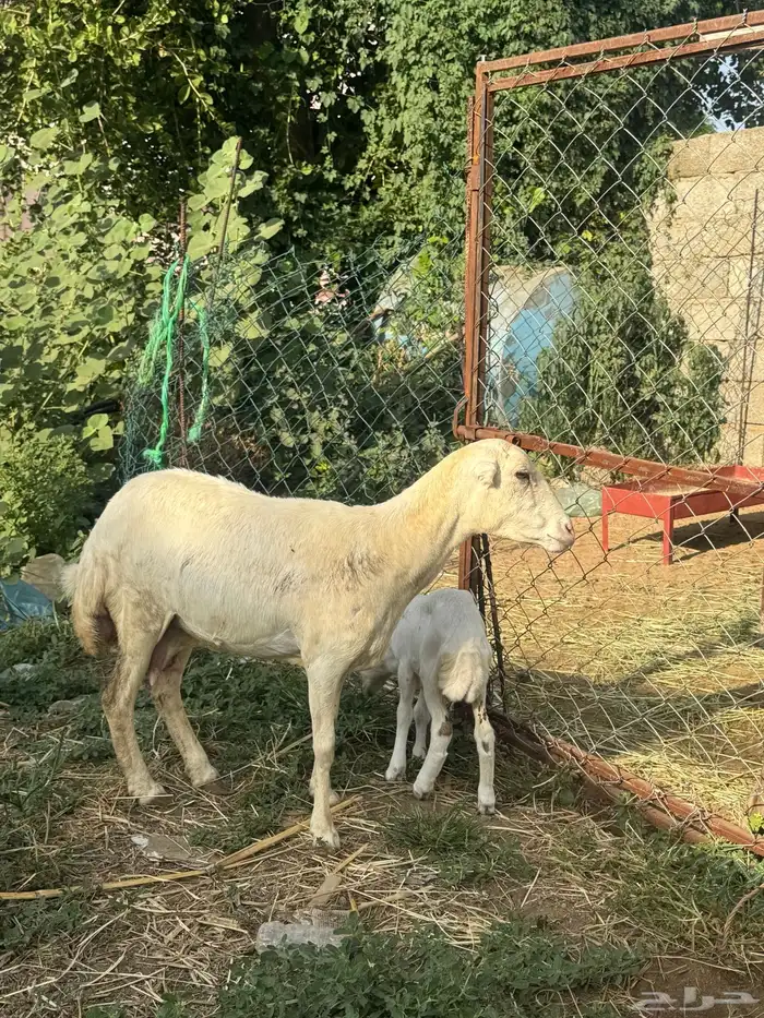 نعجه منتوج 1