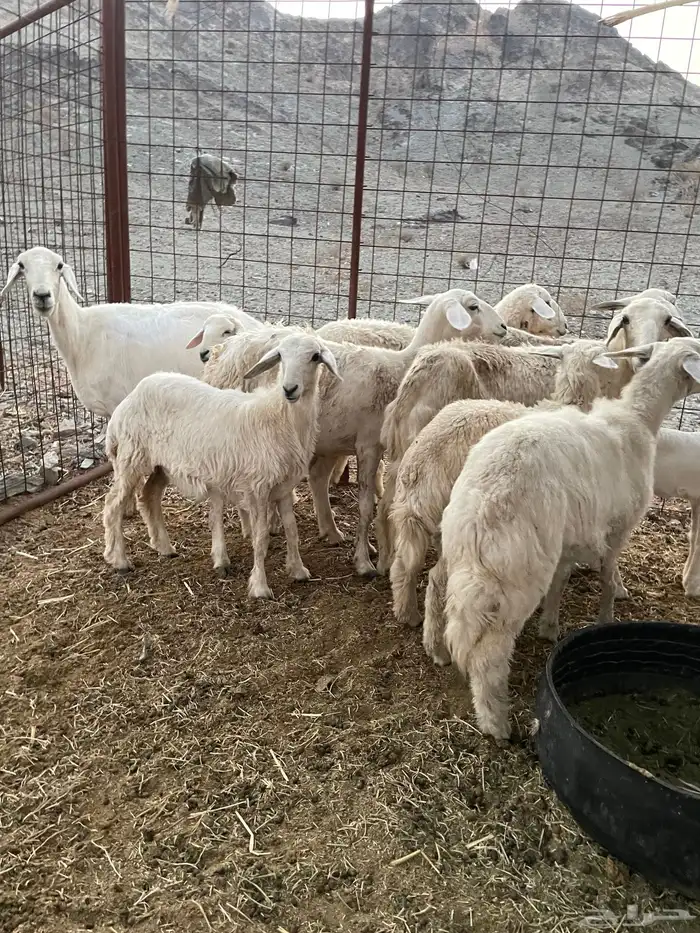 ضان ولد حبص 5