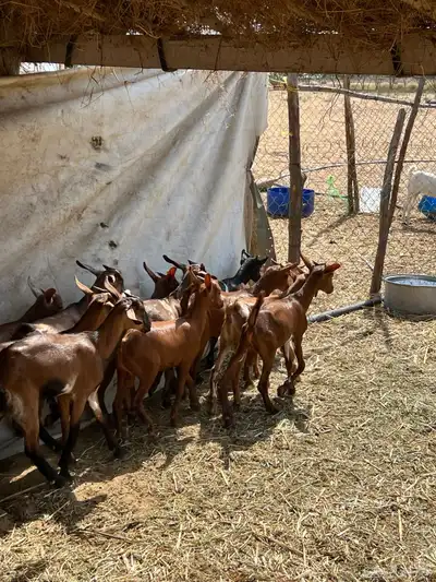 تيوس دهم بلدي العدد13 index