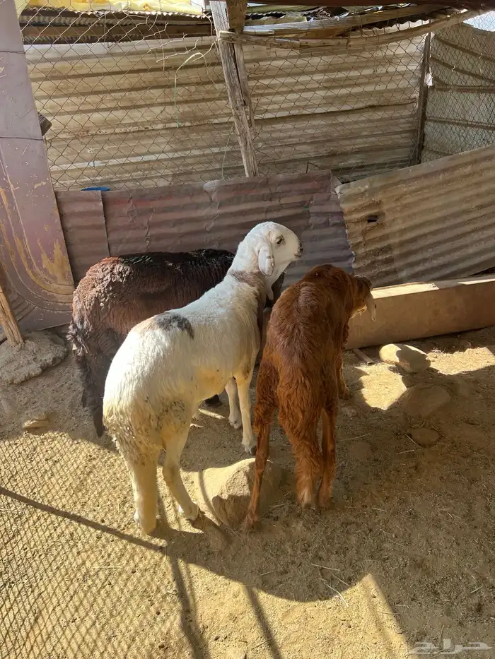 سواكن جبره 0